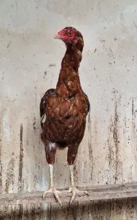 مرغ لاری