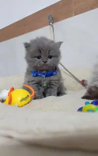 پرشین های اصیل