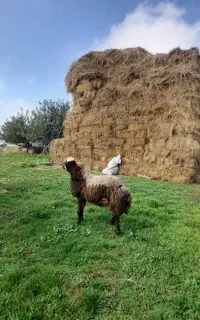 قوچ