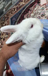 خرگوش دو نژاده