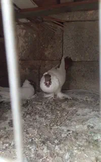 کفترهلمنت