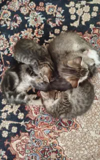 بچه گربه واگذار