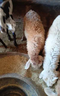 2عدد بره