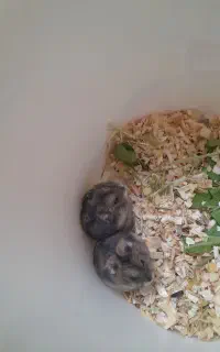 همستر مینیاتوری نر