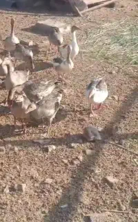 غاز
