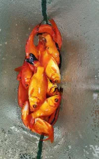 ماهی قرمز طعمه