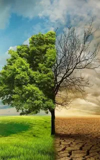 باغتون ضعیف شده ریشه و خاک رو جدی بگیرید