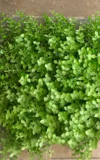 فروش گرین وال