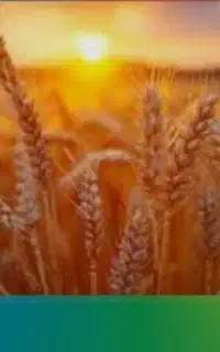 فروش گندم بذری