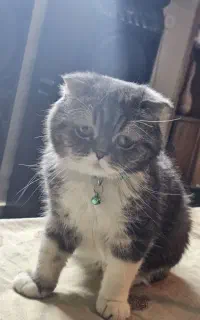 گربه اسکاتیش