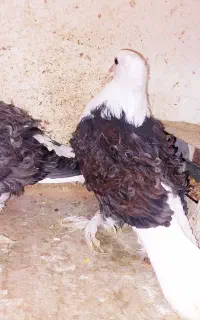 یک جفت کبوتر جکسون فرگوسفندی دوکت مشکی