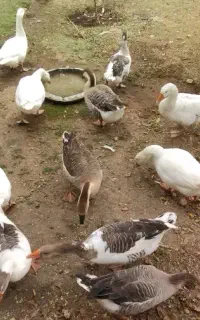 قو غاز ۴عدد محلی ۴عدد