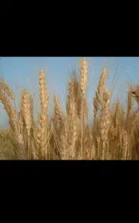خریدار گندم