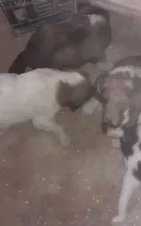 توله