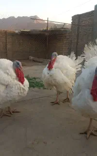 بوقلمون ارگانیک محلی
