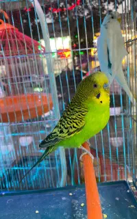 مرغ عشق