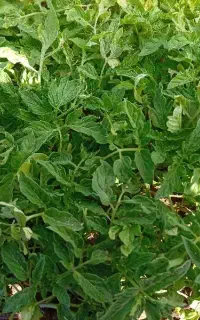 نشای گوجه بادمجان فلفل  بامیه