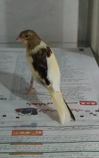 قناری۴