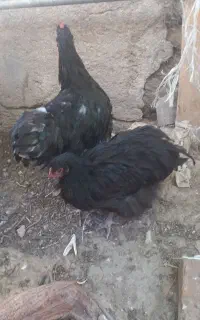 مرغ خروس وارداتی انگلیسی