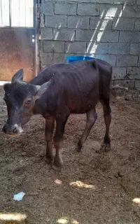 گوساله گاو میش نر