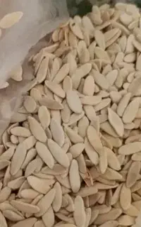 بذر خیار مفت