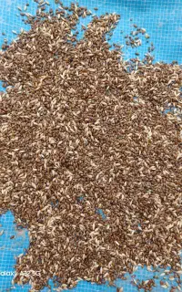 خریدوفروش انواع حبوبات کتان،سیاهدانه،عدس.