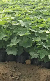 نهال انگور موندراپ