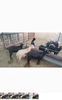 فروش میش ماده