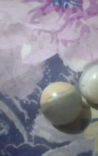 مهره سلیمانی
