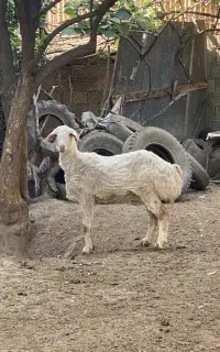 گوسفند بره ماده بختیاری و محلی