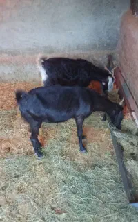 بز چاق و سرمایه