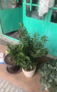 گل سرحال