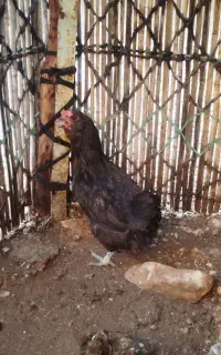 فروش مرغ ریشو