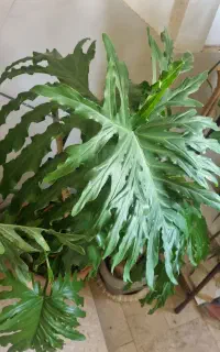 دوعدد گلدون گل برگ انجیری