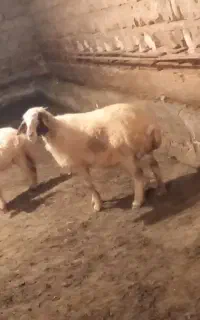 میش و بره
