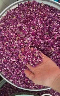 گل محمدی خوشرنگ و خوشبو برداشت امسال