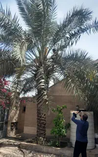 بریدن نخل قطع نخل هرس نخل سمپاشی قطع درخت تکریب