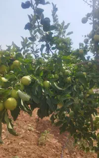 فروش سیب درختی درجه یک تازه