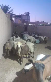 بره نرو ماده .گوسفند .قوچ