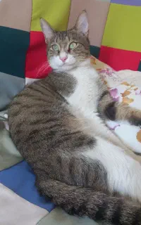 آقا میشا گربه