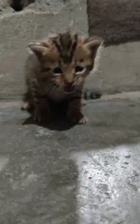 واگذاری بچه گربه