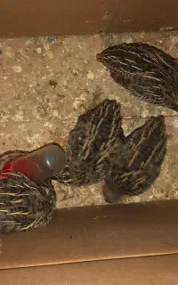 بلدرچین بلدرچین نر معاوضه مرغ
