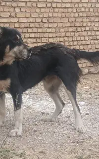 سگ.