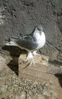 کفتر پلاس وپرشی