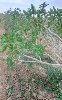 حرص وپهتار تمامی درختان به صورت حرفی ای