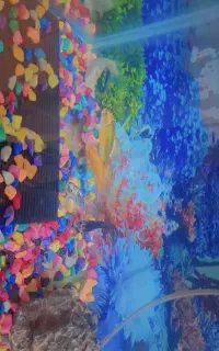 ماهی کوی سوپر باله