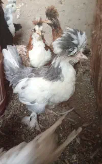 جوجه کاکلی پرپا