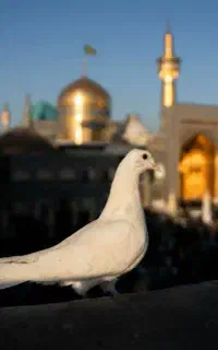 تور مشهد مقدس