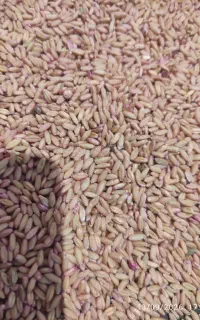 گندم بذر