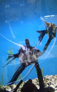 آنجل جفت خورده باله بلند